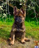 german shepherd puppy posted by Yosemite _Shepherds